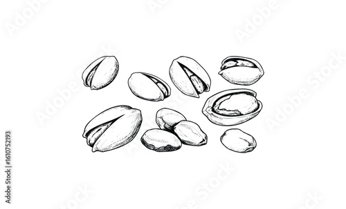Hand-drawn black and white pistachio nuts illustration. Vector retro hand drawn illustration