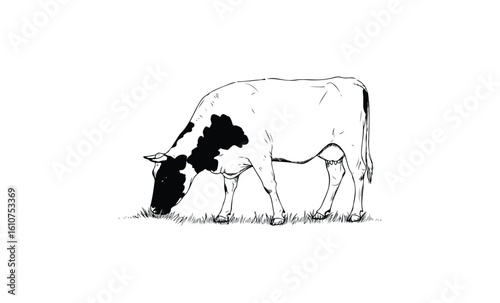 Black and white cow grazing on grass in simple line art illustration. Vector retro hand drawn illustration