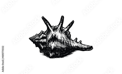 Detailed black and white drawing of spiky conch shell. Vector retro hand drawn illustration