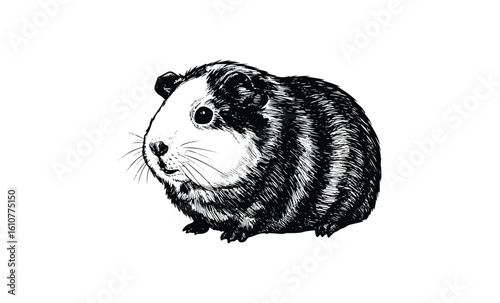 Black and white sketch of a guinea pig with detailed fur and whiskers. Vector retro hand drawn illustration