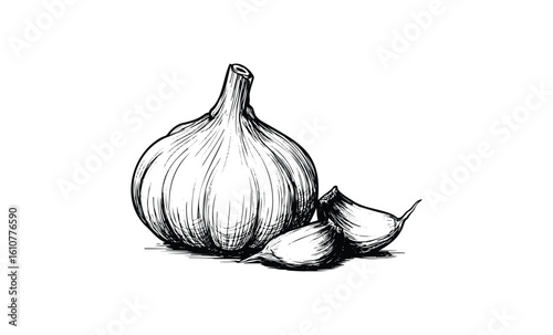 Black and white sketch of garlic bulb and cloves. Vector retro hand drawn illustration