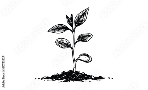 Black and white illustration of seedling plant with leaves and soil. Vector retro hand drawn illustration