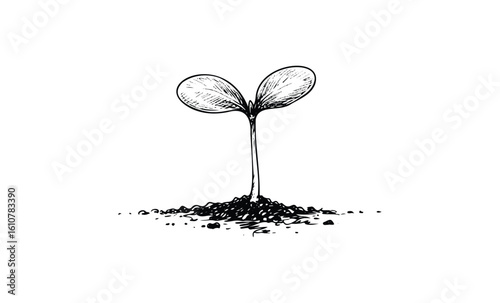 Illustration of seedling growth with two leaves in soil. Vector retro hand drawn illustration