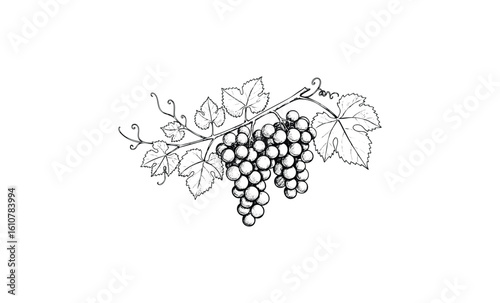 Detailed black and white grape vine with leaves illustration. Vector retro hand drawn illustration