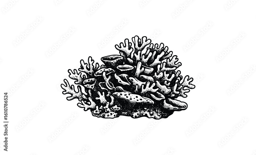 Fototapeta premium Detailed black and white illustration of coral reef structure. Vector retro hand drawn illustration