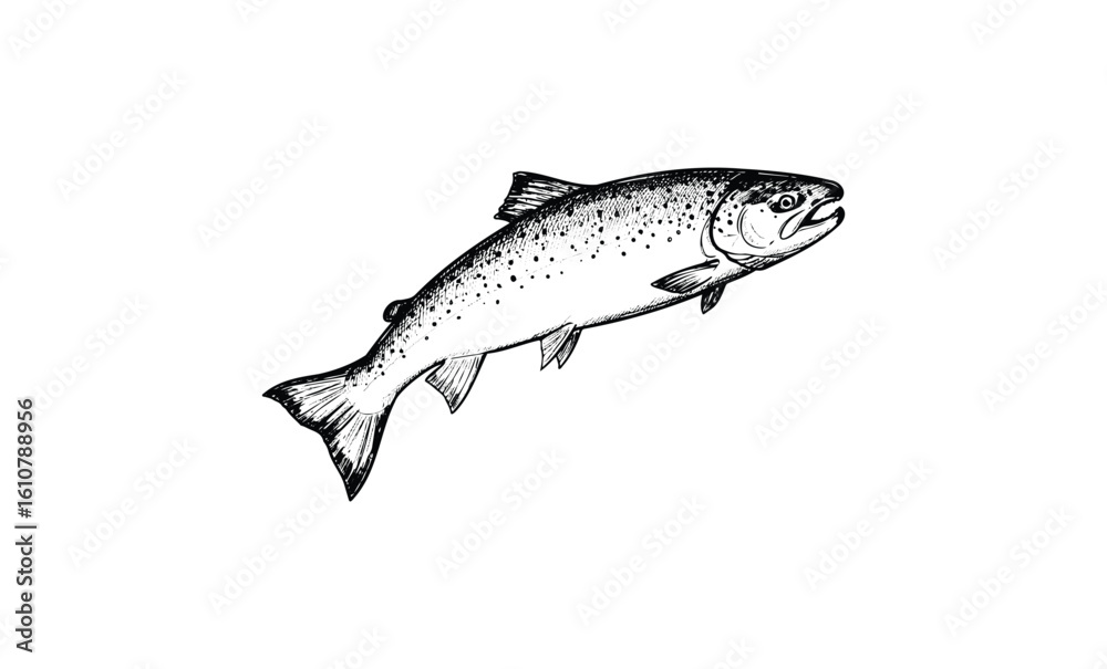 Obraz premium Vintage black and white salmon sketch isolated. Vector retro hand drawn illustration