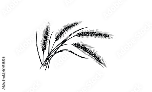 Black and white drawing of wheat stalks with detailed bearded grains. Vector retro hand drawn illustration