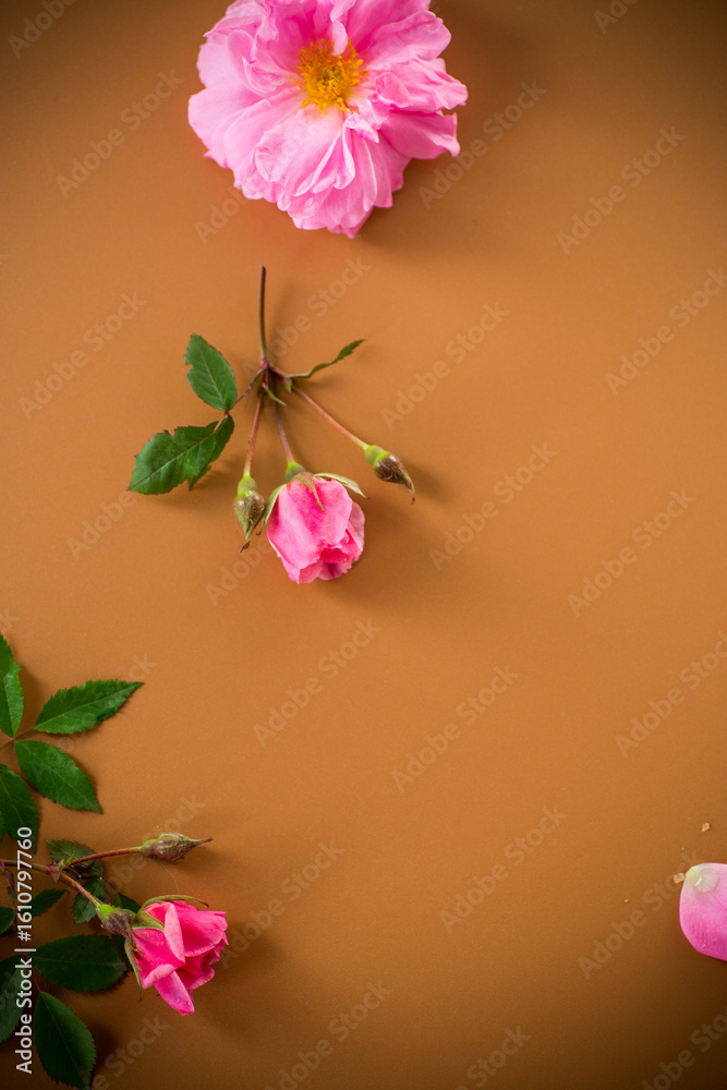 Fototapeta premium Blooming rosebuds with green foliage on brown background