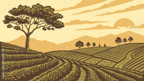 Sunset Tea Plantation Landscape