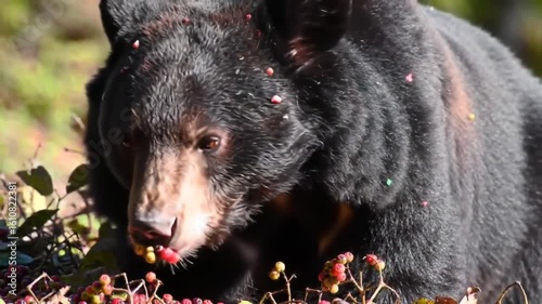 Hungry Black Bear Feasting on Berries in a Natural Habitat, Wildlife