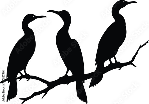 Three Cormorant Birds Silhouetted on a Branch, Striking Against a White Background, Wildlife