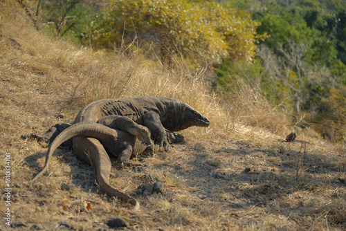 Rare sighting: Komodo dragons during mating season. Witnessing this unique behavior atop a mountain in Komodo National Park, Indonesia.