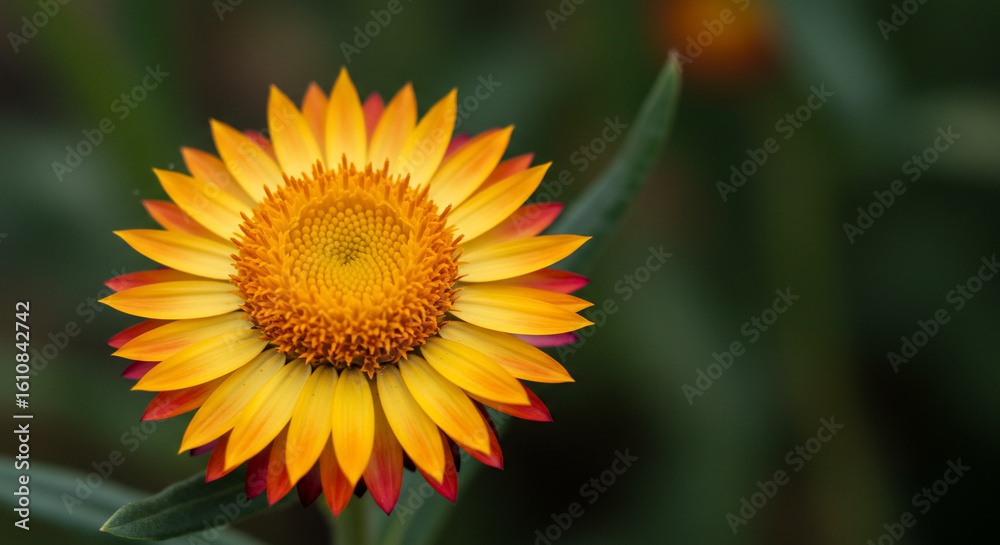 Fototapeta premium A vibrant strawflower blossom with yellow petals tipped in red, centered against a blurred green background of foliage.