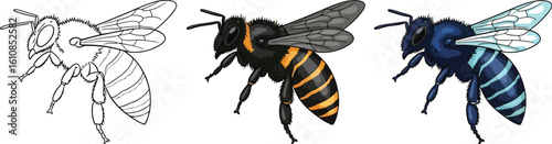 Three distinct bees, from outline to vibrant color, showcasing nature's beauty and diversity