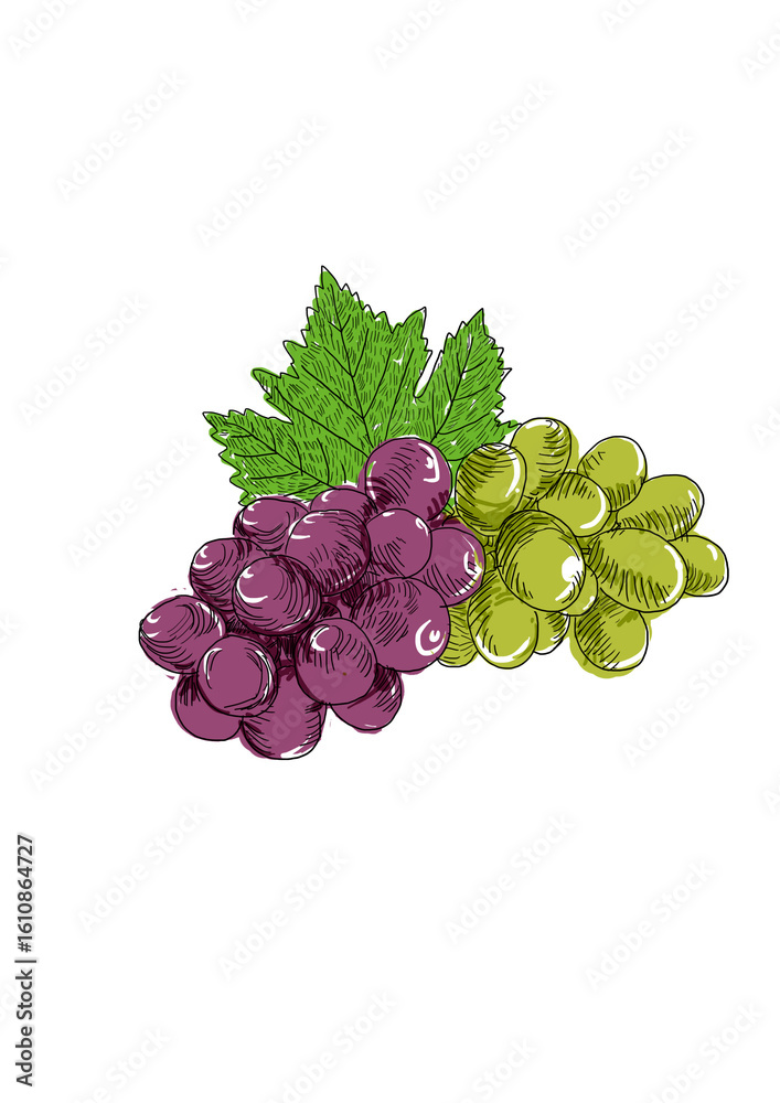 Fototapeta premium Hand Drawn Vector Illustration of Red and Green Grapes with Leaves – Isolated on Transparent Background