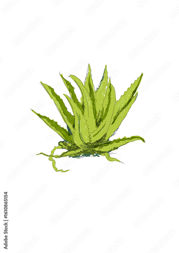 Fototapeta premium Hand Drawn Vector Illustration Aloe vera with Leaves – Isolated on Transparent Background