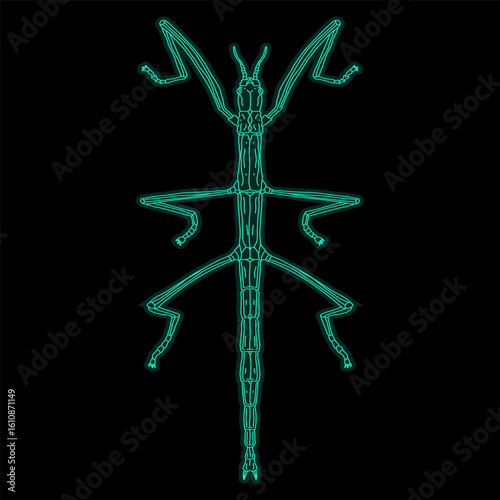 Phasmatodea hand drawn illustration artwork
