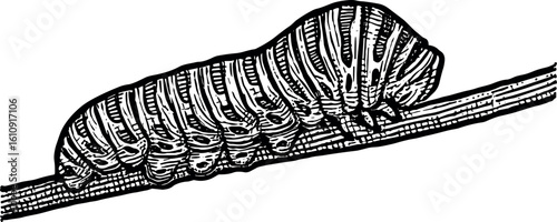 Caterpillar vector silhouette cricut design