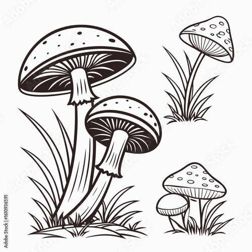 vector illustration of mushrooms