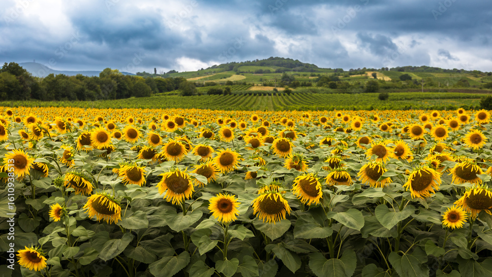 Obraz premium Panorama eines Sonnenblumenfeldes in der Nähe des Eichkogels in Niederösterreich