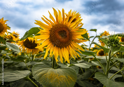 Sonnenblume Nahaufnahme mit wolkigem Hintergrund