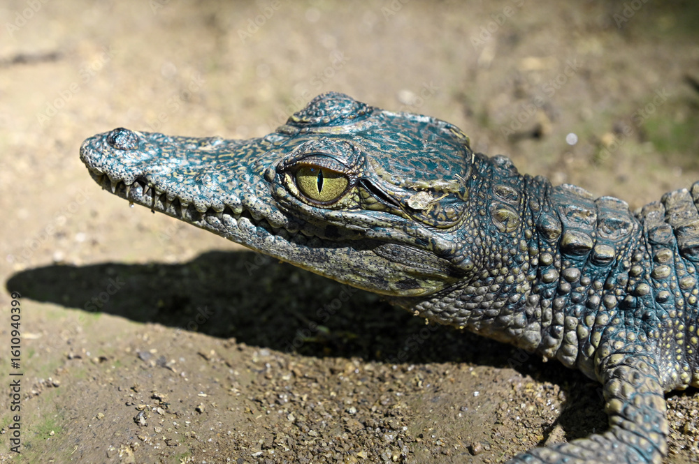 Fototapeta premium Young crocodile. Close up. Portrait