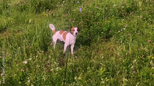 Jack Russell Terrier walking in the grass.