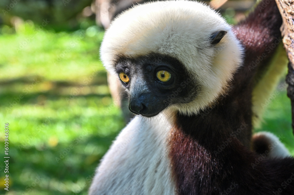 Obraz premium Sifaka lemur - Verreauxov sifaka – Propithecus verreauxi Madagascar