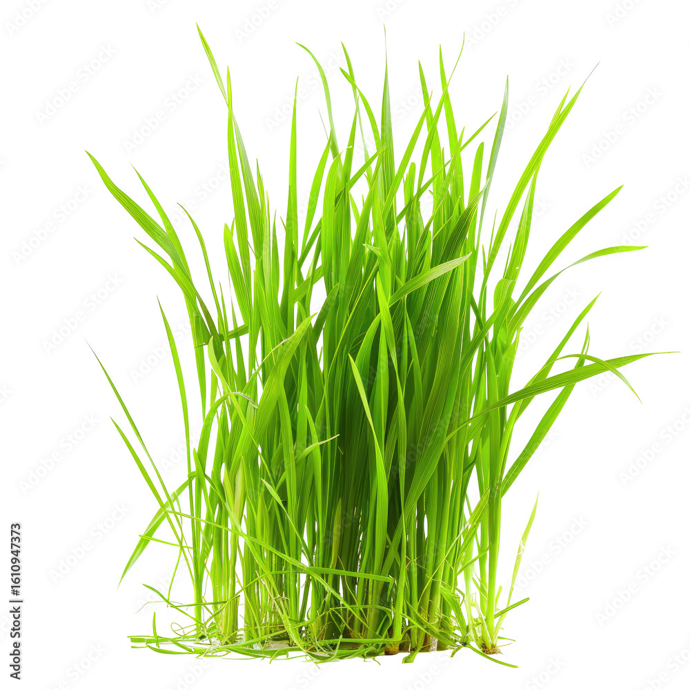 Naklejka premium Lush green grass tuft against black background