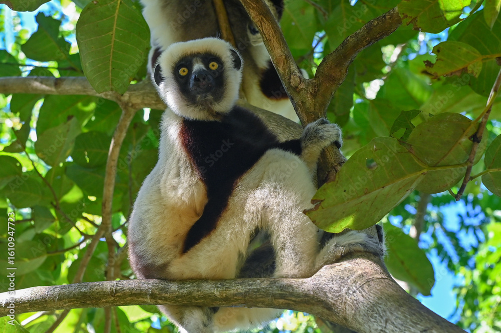 Obraz premium Sifaka lemur - Verreauxov sifaka – Propithecus verreauxi Madagascar