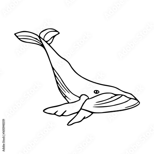 ocean giant: whale line art illustration