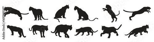  set puma silhouette vector illustration