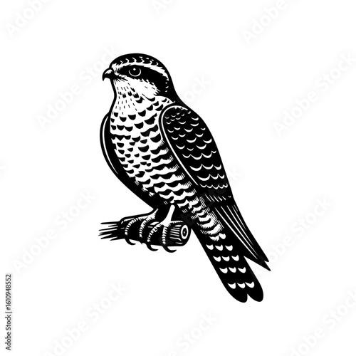 Stylized falcon perched on a decorative branch illustration