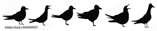 sterns bird silhouette illustration set