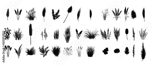 silhouettes of wild grass tufts isolated for a dynamic 