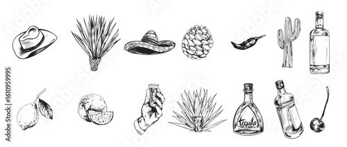 Tequila Production Illustrations in Art Ink Style