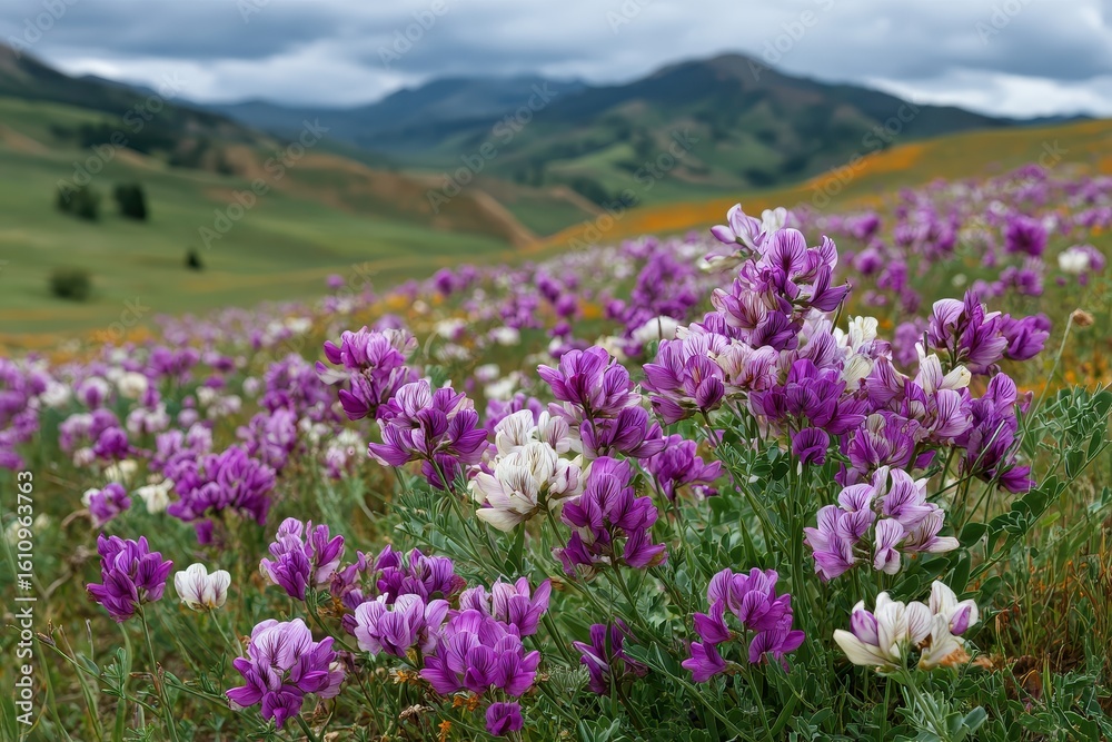 Obraz premium Rolling hills with vibrant purple and white wildflowers in foreground. Great image to illustrate spring, bloom, environment, or natural beauty.