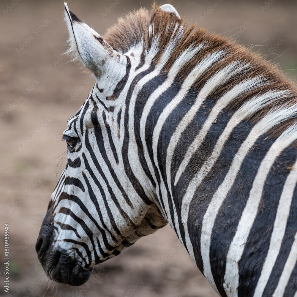 Naklejka premium portrait of a zebra