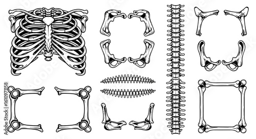 Human bones set Anatomy skeleton parts.
