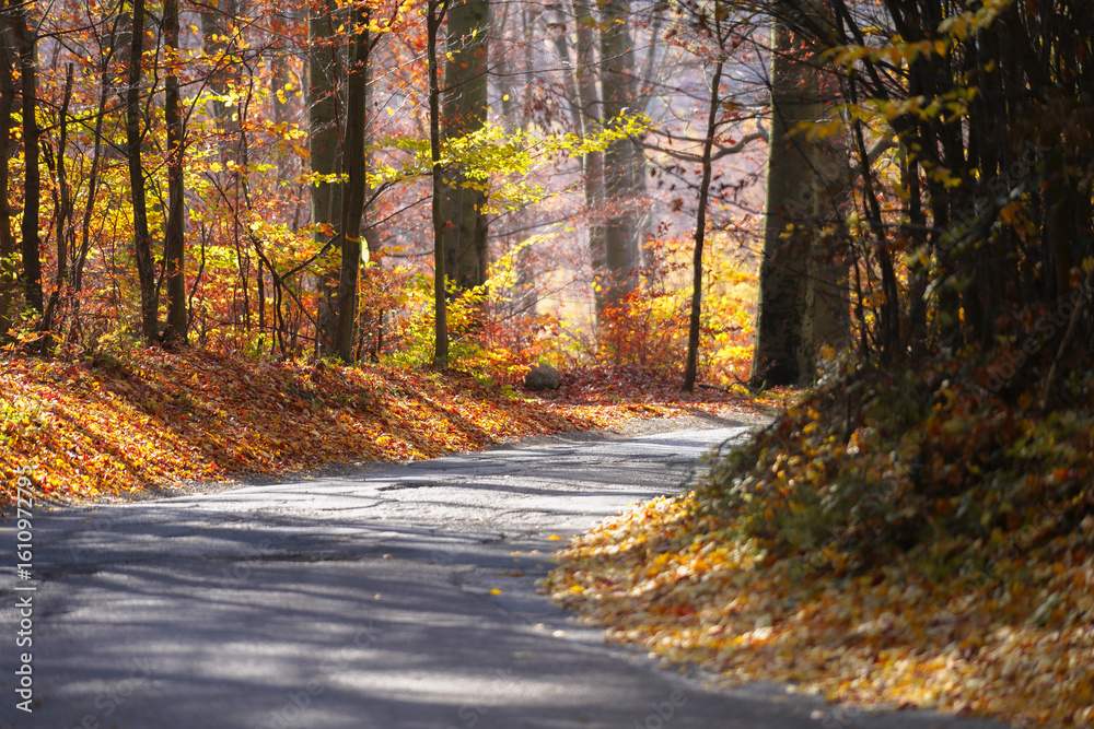 Fototapeta premium road in autumn forest