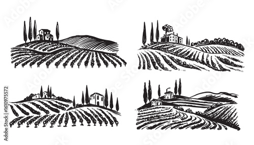 Vineyard landscape set on white, hand drawn	
