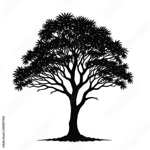 Striking Silhouette Of A Leafy Rain Tree With Abundant Foliage And A Strong Singular Trunk