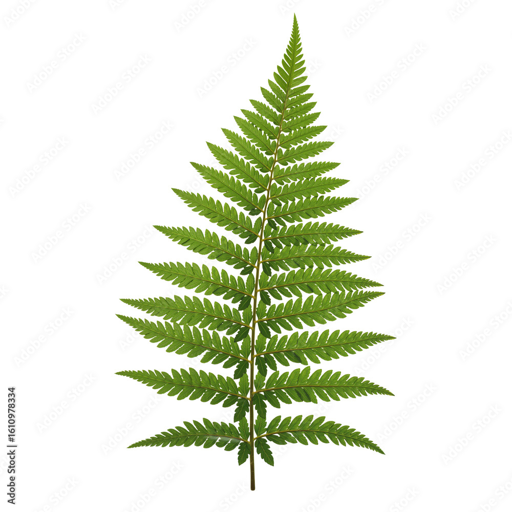 Green fern leaf in a vertical arrangement on a white background Green fern leaf in a vertical arrangement on a white background
