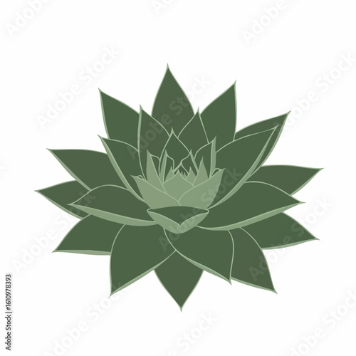 Detailed Illustration of a Green Succulent Plant