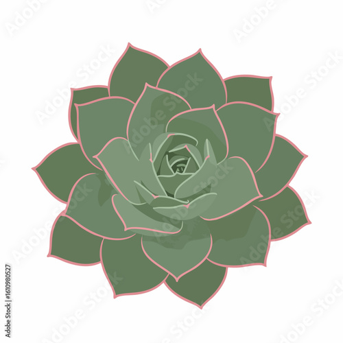 Echeveria Succulent: Detailed Green Rosette with Pink Hues