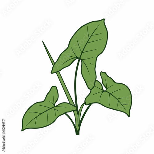 Stylized Alocasia Plant Illustration with Detailed Veins and Upward Growth