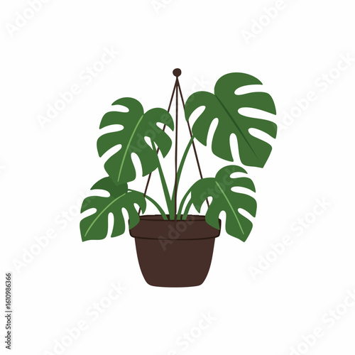 Hanging Monstera Deliciosa Plant with Split Leaves in Brown Pot