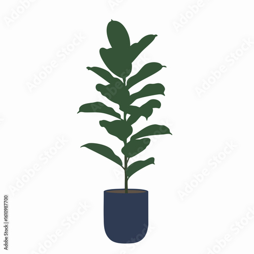 Dark Green Fiddle Leaf Fig Plant in a Dark Blue Pot