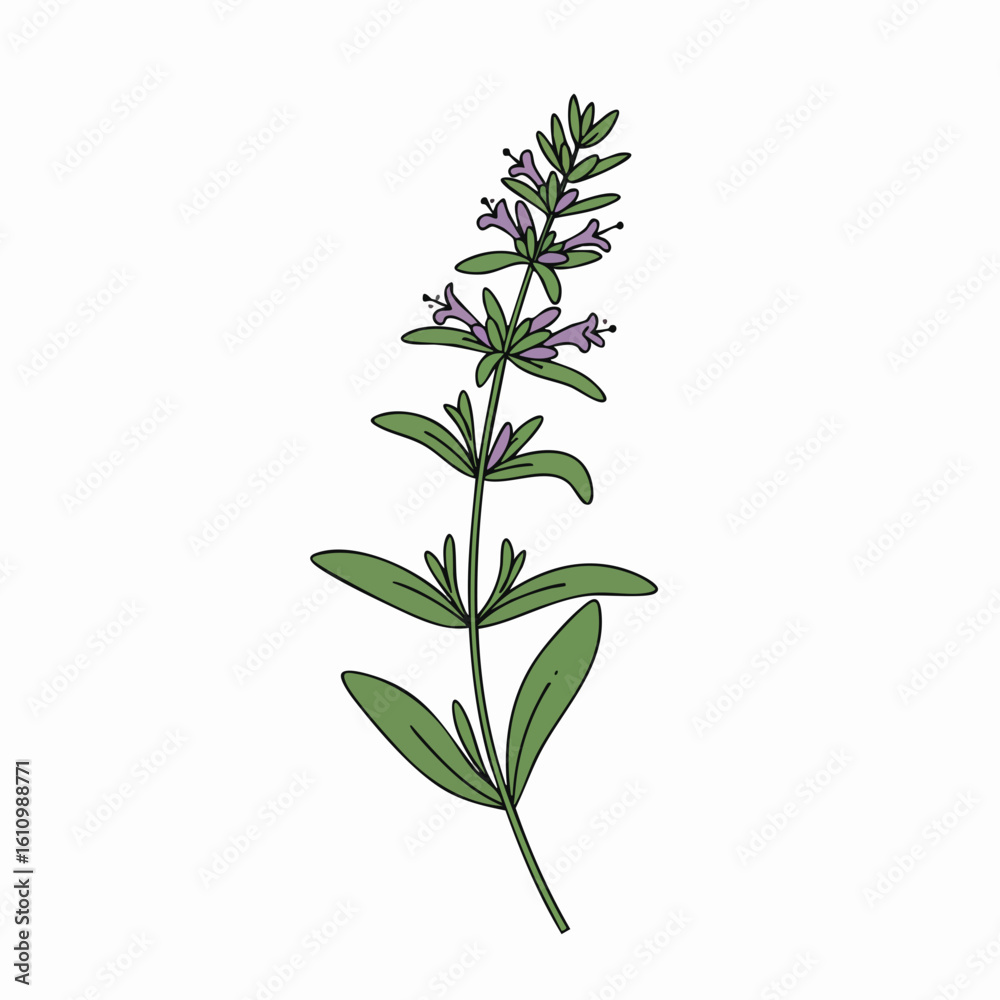 Obraz premium Illustrated Sage Plant with Delicate Purple Flowers