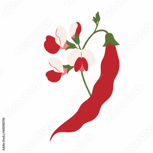 Vibrant Red and White Bean Plant with Blossoms